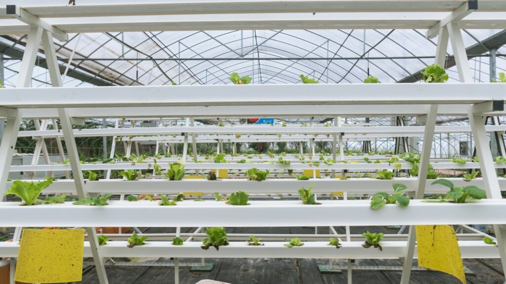 What is aeroponics?